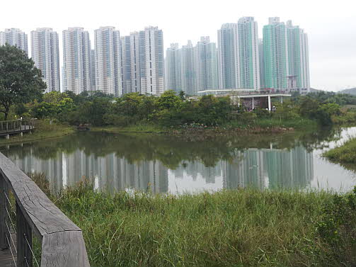 홍콩습지공원 뒤편으로 보이는 아파트. 대형 아파트가 위치한 습지공원은 사람과 자연의 공존을 볼 수 있는 곳이었다. 