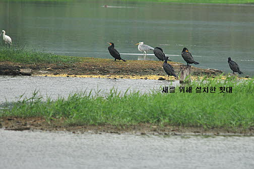 횃대와 보존된 하중도. 횃대에 앉아있는 가마우지와 뒤편 섬에 쉬고 있는 왜가리와 노랑부리저어새