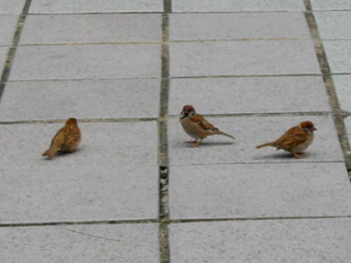 식사시간이면 점점 더 늘어나는 참새들(2008년 7월 30일 서울아산병원 옥상)