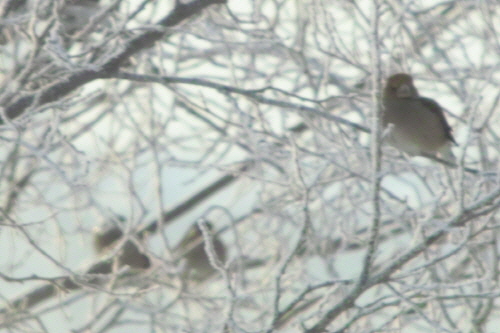 눈 쌓인 가지에 앉아 있는 새들(연천)
