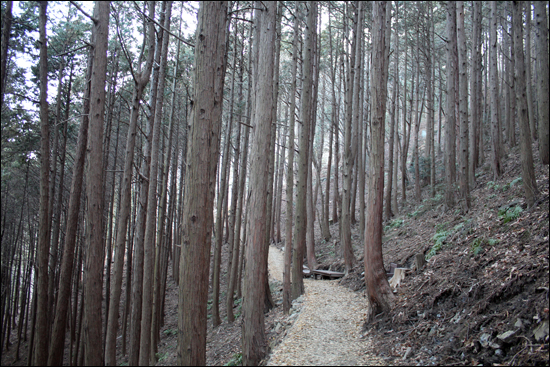 언제 걸어도 기분이 좋은 편백나무 숲길
