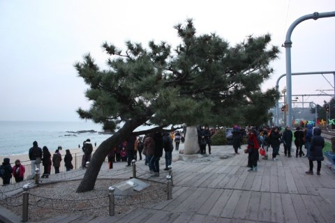 모래시계 소나무(고현정 소나무)
