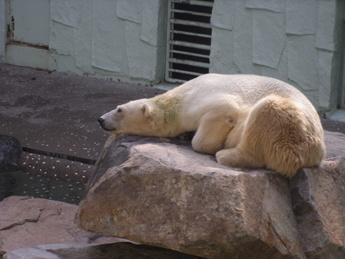  몸에 녹조가 낀 북극곰. 북극곰은 우리나라의 기후환경에서 살아가기 매우 힘든 동물입니다. 