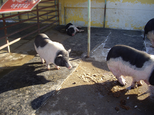 짚조차 깔려있지 않은 돼지의 우리. 이는 당시 현장에서 동물원측에 개선을 요구했습니다.  
