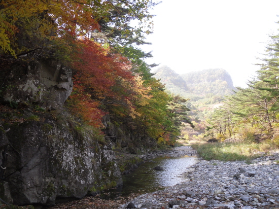 장파천에 완연한 가을이 찾아왔다. 송하계곡의 이 아름다운 가을도 수장된다. 
