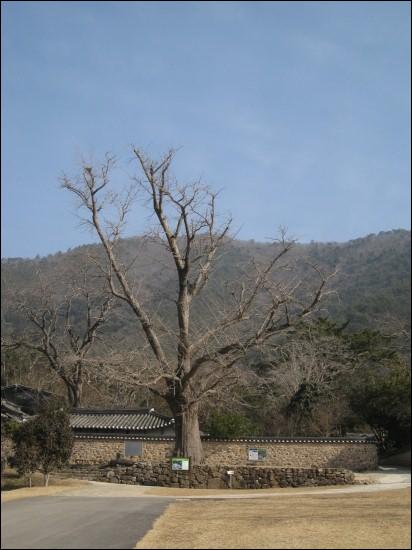 해남 윤씨 어초은공파 종가인 녹우당 앞 은행나무