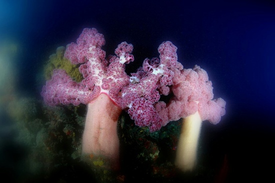 제주 문섬 한계창 수중 47m에 핀 대형 수지맨드라미산호가 군락을 이룬 모습
