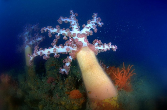 제주 문섬 한계창 수중 47m에 핀 대형 수지맨드라미산호가 군락을 이룬 모습