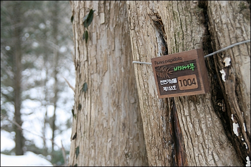 백양사 비자나무는 천연기념물로 지정되어 고유번호가 붙어있다.