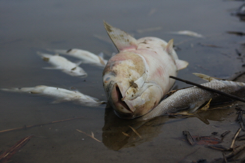 2012년 10월 금강에서 떼죽음 한 물고기들. 전문가들은 4대강 사업으로 인한 급격한 환경 변화를 원인으로 보고 있다. 물고기가 살 수 없는 물은 사람도 마실 수 없다.