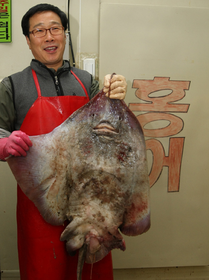 김용희씨가 자신의 가게에서 흑산 홍어 한 마리를 들어보이고 있다. 