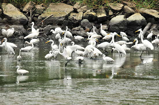 천연기념물 205로 지정받아서 보호중인저어새와 백로떼