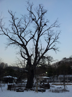  480년 수령의 놀이터 은행나무 주변이 온통 눈이다.