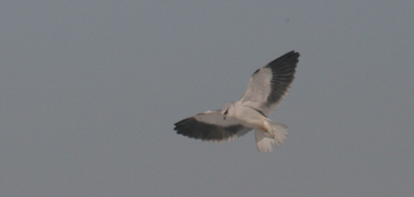 강서습지생태공원에 나타난 Black winged kite가 정지비행을 하며 먹이를 찾고 있다. 
