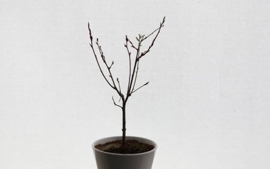 도토리 싹이 자란 상수리나무 화분 