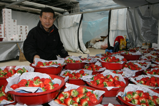 이부윤 씨가 딸기를 선별하고 있다.