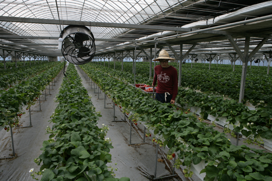 이부윤 씨의 아들이 수확한 딸기를 운반하고 있다.