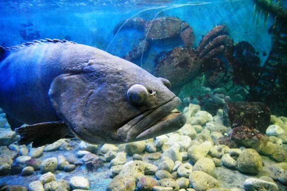 하롱베이 수족관에서 본 재밌는 모습을 가진 물고기. 크기가 엄청났다.