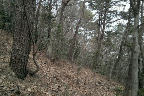 숲에서 뿜어져 나오는 피톤치드는 만병통치약이라고 합니다.