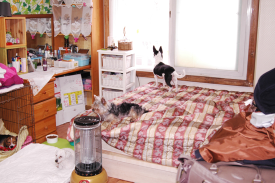 이용녀씨가 거처하는 방에도 구석구석 강아지들이 보호되고 있고 침대도 역시 그들이 차지하고 있다.