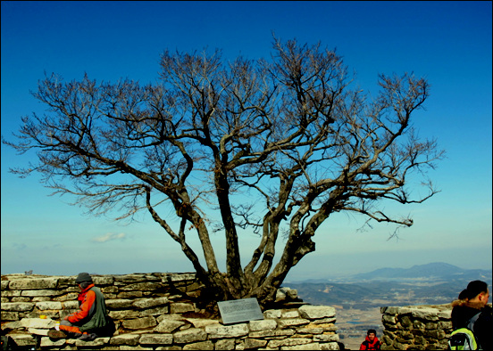 강화 마니산 참성단에 자라고 있는 수령 150년의 "소사시나무" 문화재로 지정된 나무이다.