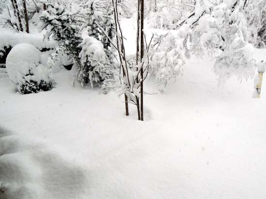 밤 사이 눈이 많이 내려 마늘이 보이지 않는다(6일 오전 8시 반). 눈의 무게를 견디지 못한 나뭇가지가 아래로 쳐졌다. 