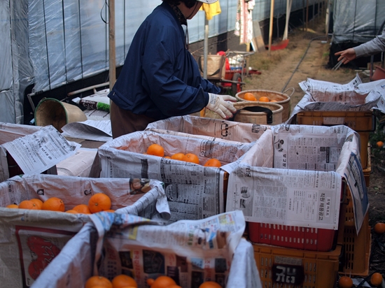 3월 8일 김정현씨 가족들이 비닐하우스에서 농가에서 수확한 천혜향을 분류하고 있다. 