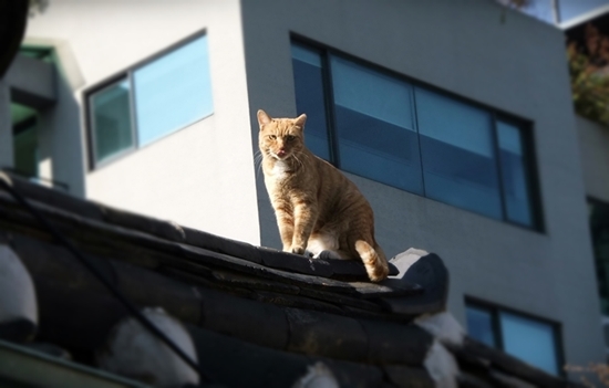 한옥지붕 위 고양이가 한 눈에 외지인을 알아보고 유심히 관찰 중. 