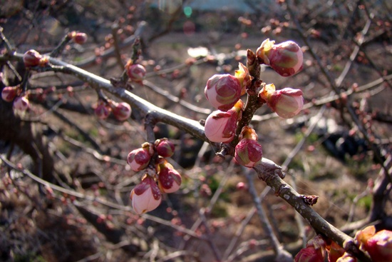 홍매화 꽃봉오리가 봄 바람을 몰고 올 것입니다.