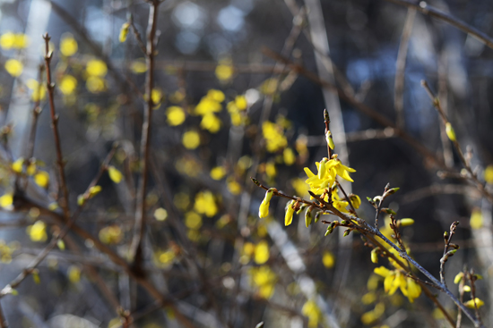 개나리 역시도 봄을 알리는 전령사 역할을 하는 대표적인 봄꽃입니다.