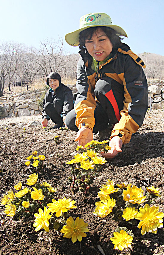 12일 경남 함양군 병곡면 대봉산 생태숲에 자생하는 복수꽃이 노랗게 활짝 펴 고운 자태를 뽐내고 있다.