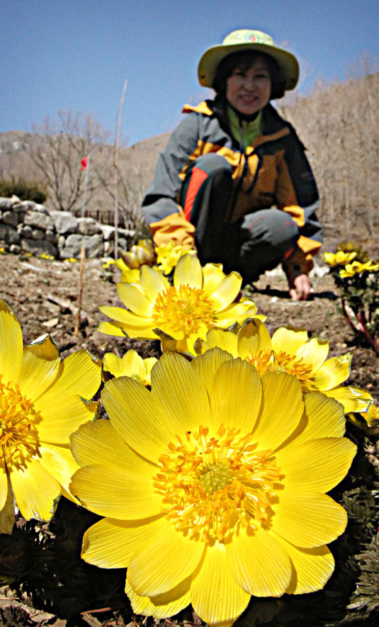 12일 경남 함양군 병곡면 대봉산 생태숲에 자생하는 복수꽃이 노랗게 활짝 펴 고운 자태를 뽐내고 있다.

