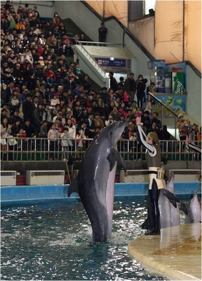 2012년 3월 12일 서울대공원에서 마지막 공연을 하고 있는 남방큰돌고래 제돌이. 박원순 시장은 제돌이의 불법 포획 사실이 알려지자 '재판 결과에 상관없이 바다로 돌려보내겠다'고 약속했다. 제돌이는 6월쯤이면 자유의 몸이 된다.