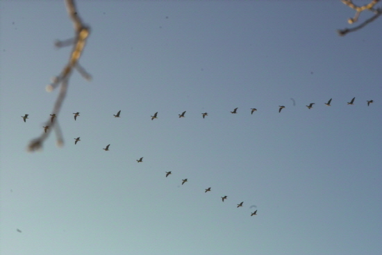 북한 땅을 향해 날아가는 기러기들. 새들은 휴전선을 넘어 자유롭게 남과 북을 넘나드는 데 사람만 오가지 못한다.