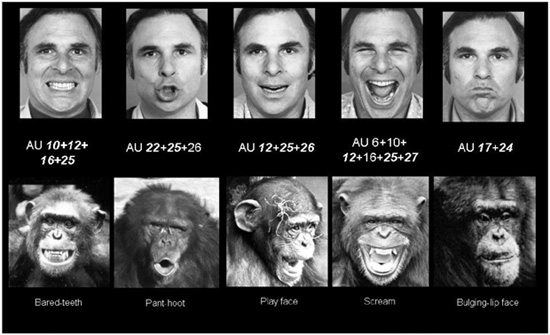 Facial Action Coding System