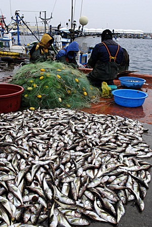 부둣가에 쌓인 도루묵. 어부들이 도루묵을 그물에서 일일이 손으로 떼내는 작업을 하고 있다. (2012년 12월 18일, 강릉 주문진항)