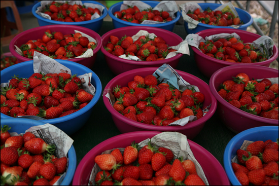 유기농 딸기