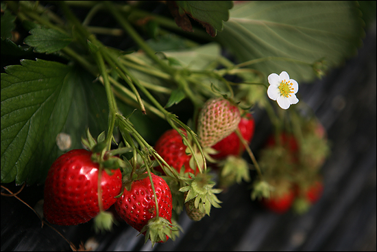 유기농 딸기