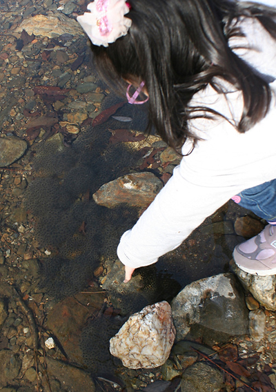 계곡부의 흐르는 물 속에서 돌이나 낙엽 등에 붙혀서 낳아놓은 산개구리의알은 가라앉아 있습니다.