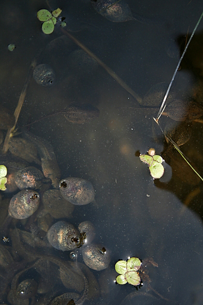 다리가 나오기 전 올챙이들은 따뜻한 물에서 무럭무럭 큽니다.