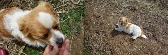 봄햇살을 즐기는 강아지들이 있는 시골집