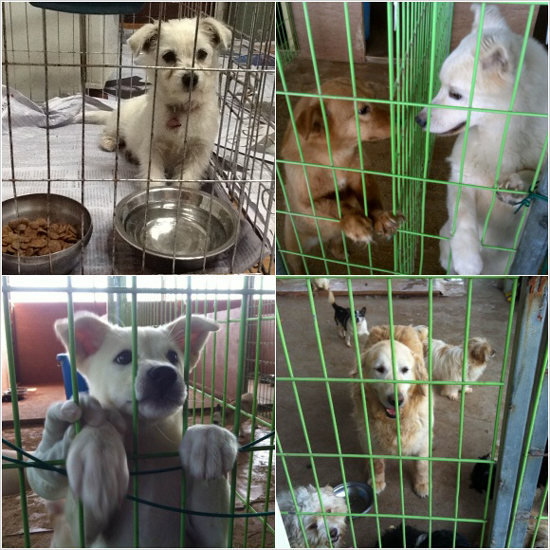 평강공주 보호소에 있는 강아지들(사진은 지난 2013년에 찍은 것임을 밝힙니다).