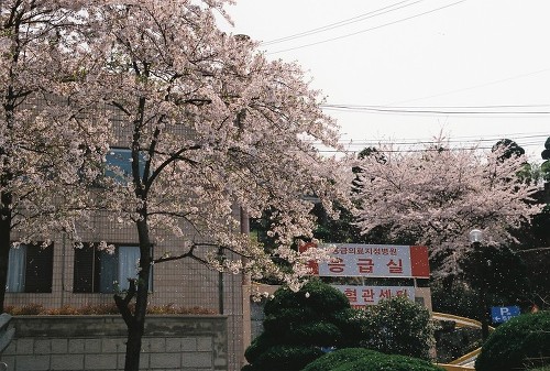 양정동의 한 대형병원의 벚꽃 풍경
