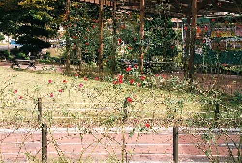 부산대학교 교정 모습. 10월에도 피어나는 장미꽃들.
