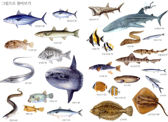  <바닷물고기 도감> 목록. 이름만으로 물고기를 찾는 게 아니다. 이름과 함께 이 물고기가 어떻게 생겼는지 확인할 수 있다.