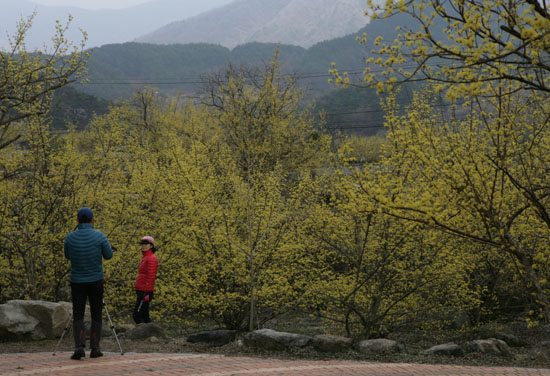 지리산 자락 구례 산수유마을 풍경. 여행객들이 산수유꽃을 배경으로 기념사진을 찍고 있다.
