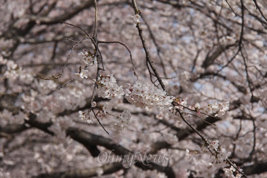 28일 오후 진해 경화역 벚꽃.