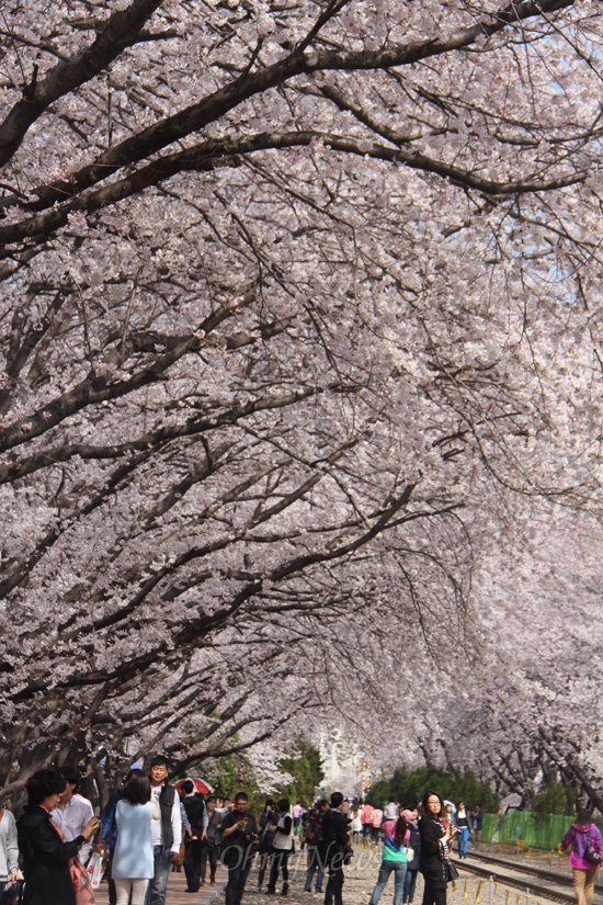 28일 오후 진해 경화역 벚꽃.