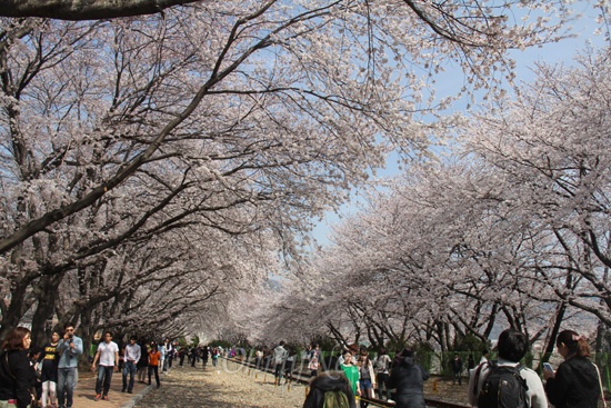 올해 진해 군항제 행사는 4월 1일부터 열흘 동안 진해 일원에서 펼쳐진다. 사진은 지난해 3월 말 진해 경화역 벚꽃이 활짝 피었을 때 모습.