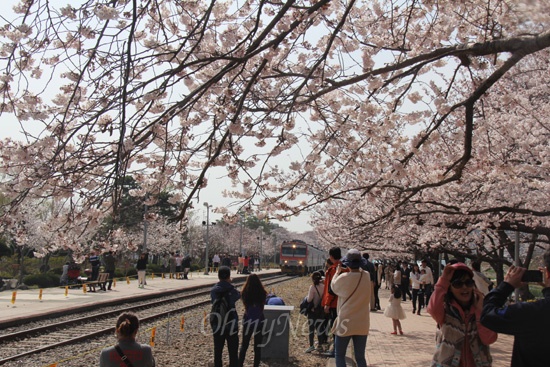 28일 오후 진해 경화역 벚꽃과 열차.